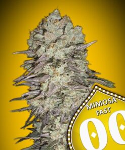 Foto Mimosa Fast 00 Seeds