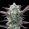 Foto Oreoz 00 Seeds