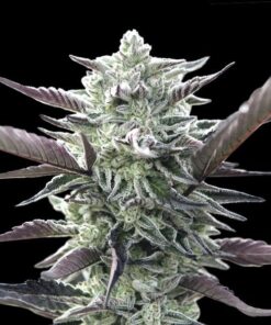 Foto Oreoz 00 Seeds