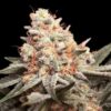 Foto Rainbow Mints 00 Seeds