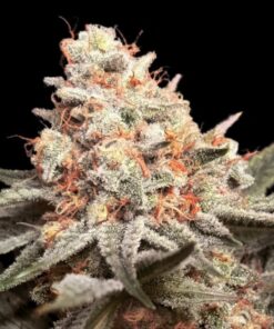 Foto Rainbow Mints 00 Seeds