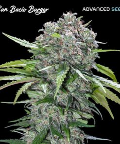 Foto Variedad californiana de gran resistencia. Estructura compacta pero dotada de una gran ramificación lateral.