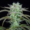 Foto Strawberry Banana Auto 10 u. fem. FastBuds Seeds