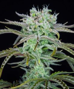 Foto Strawberry Banana Auto 10 u. fem. FastBuds Seeds