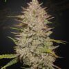 Foto Auto Chemical Candy Green House