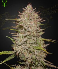 Foto Auto Chemical Candy Green House