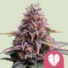 Foto Pink Mist Fem Royal Queen Seeds