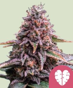 Foto Pink Mist Fem Royal Queen Seeds