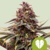 Foto Pink Mist Auto Royal Queen Seeds