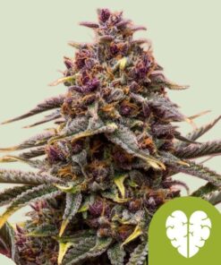 Foto Pink Mist Auto Royal Queen Seeds