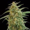 Foto Auto Gorilla fem. 00 Seeds