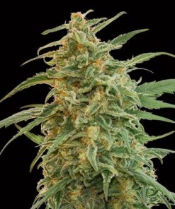 Foto Auto Gorilla fem. 00 Seeds