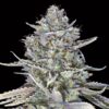 Foto Blue Dream Fast 00 Seeds