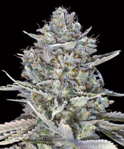 Foto Blue Dream Fast 00 Seeds