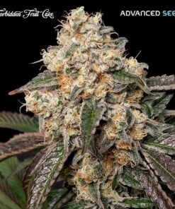 Foto Forbidden Fruit Cake fem. Advanced Seeds