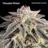 Foto Permanent Marker fem. Advanced Seeds