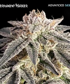 Foto Permanent Marker fem. Advanced Seeds
