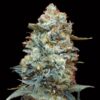 Foto Sweet Somango Fast fem 00 Seeds