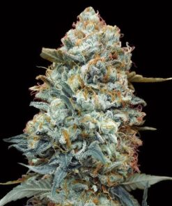 Foto Sweet Somango Fast fem 00 Seeds