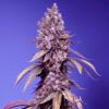 Foto Black Muffin F1 Fast Version 3+1 u. fem. Sweet Seeds