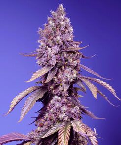Foto Black Muffin F1 Fast Version 3+1 u. fem. Sweet Seeds