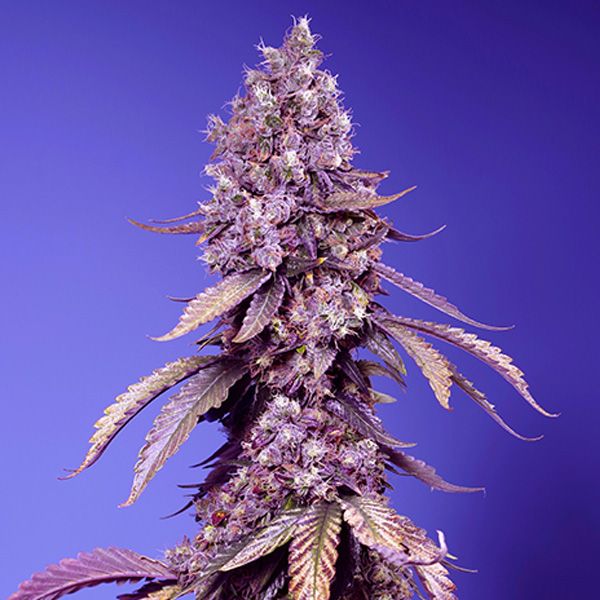 Foto Black Muffin F1 Fast Version 3+1 u. fem. Sweet Seeds